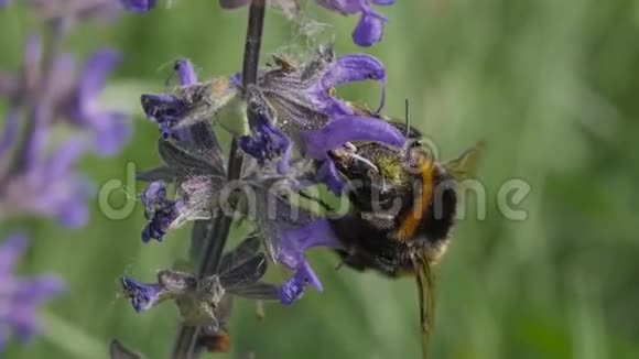 大黄蜂在花上采集花蜜温暖的晴天视频的预览图