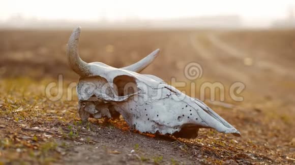 沙尘暴中日落时野牛的头骨视频的预览图