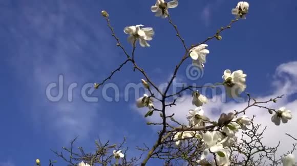 木兰白色的花在阳光明媚的日子在伦敦的春天公园里开着树枝蓝天背景视频的预览图