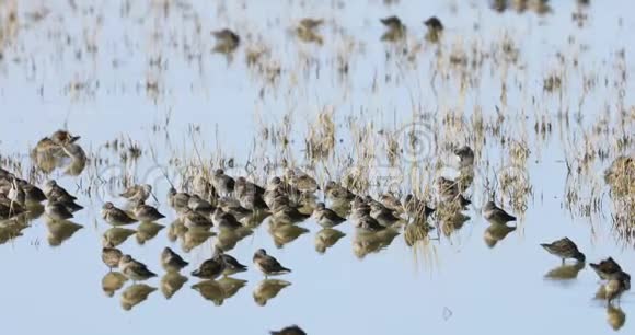 4K湿地中的林诺德罗穆斯物种视频的预览图