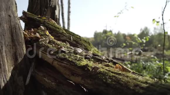落叶树上青苔初秋林淘滑块拍视频的预览图