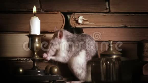 可爱的灰鼠在桌上的旧书中洗视频的预览图