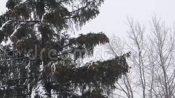 冬天的自然松枝带雪在大风中摇曳暴风雪里的大树针和棕色锥新年或视频的预览图