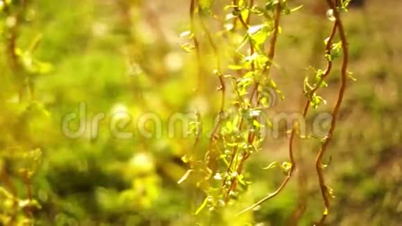 春天的花园里一棵棵垂着柳树的枝条上长出嫩绿的小叶子视频的预览图