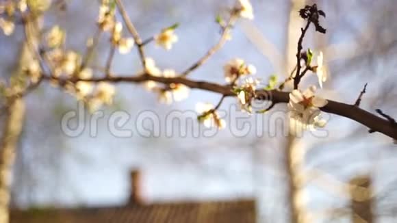 杏仁树开着美丽的白花视频的预览图