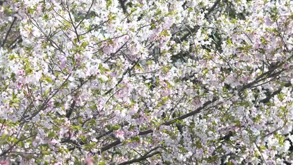 东京樱花盛开视频的预览图