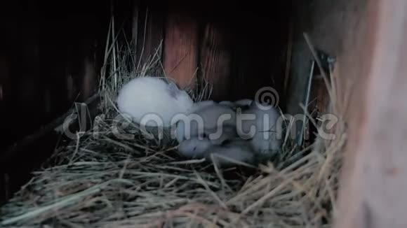 许多小兔子睡在巢里一只兔子吃干草视频的预览图