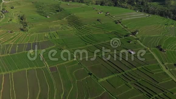 在印度尼西亚巴厘的JatiluwihRiceTerraces上一个令人惊叹的景观稻田里的空中视频上面有一架无人机在米饭上视频的预览图