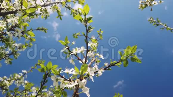 春天阳光明媚的一天樱花树的枝条在风中摇曳视频的预览图