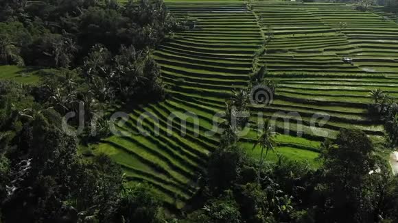 空中无人机飞行在阳光明媚的稻田之上在印度尼西亚巴厘的JatiluwihRiceTeraces的稻田上俯瞰视频的预览图