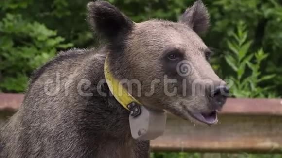 年轻的棕熊脖子上戴着GPS追踪器视频的预览图