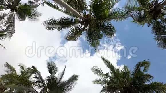 棕榈树对抗蓝天旅游假期自然概念在热带森林背景下仰望风景4Steadicam视频的预览图
