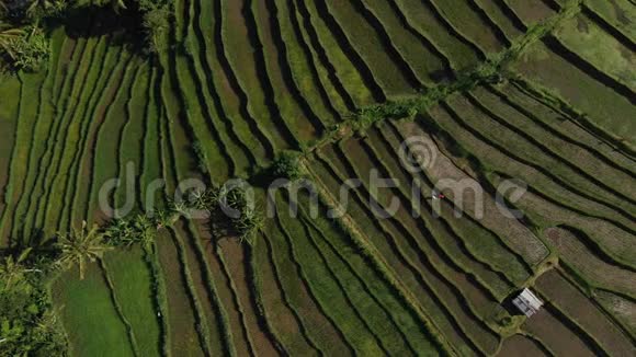 在印度尼西亚巴厘岛的JatiluwihRiceTeraces上一个令人惊叹的景观稻田中的空中视频用无人机放大了视频的预览图