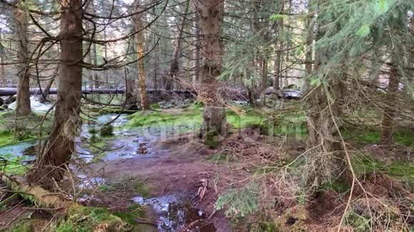 去年冬天在潮湿的苔藓中绿色的粗糙的哈兹山脉森林中德国淘沙视频的预览图