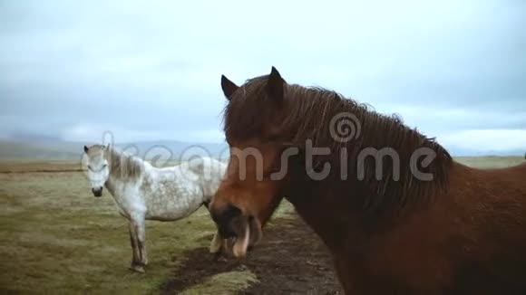 美丽的冰岛马景观在田野上放牧棕马打哈欠镜头露出牙齿视频的预览图