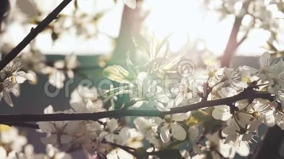 在阳光明媚的春天花园里用鲜花近距离观看苹果树盛开的枝条视频的预览图