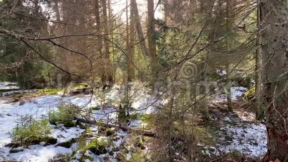 去年冬天阳光明媚绿油油的哈兹山脉森林景观德国视频的预览图