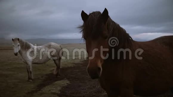 美丽的景观棕色和白色的冰岛马一起在田野上放牧在阴天视频的预览图