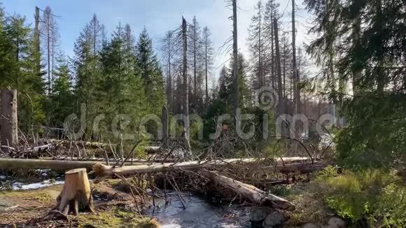 去年冬天阳光明媚绿油油的哈兹山脉森林景观中有枯树干和溪水视频的预览图