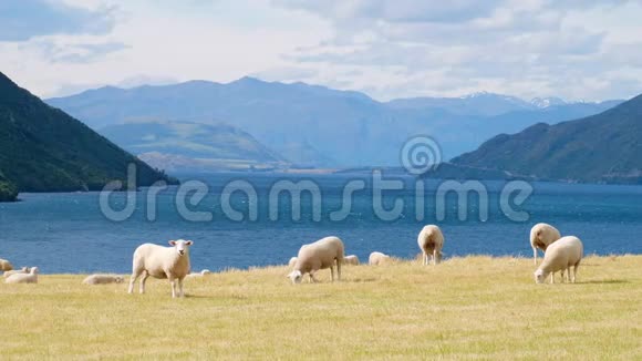 与山景相映的湖边美景一群羊在黄色的草地上吃草视频的预览图