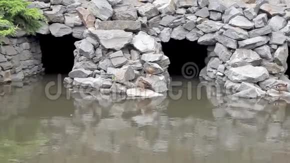 三只鸭子正躺在池塘上方人造洞穴的石头上视频的预览图