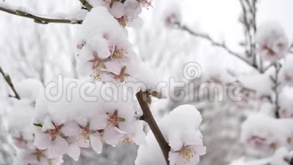 三月美丽绽放的樱桃树开着粉红色的花白雪覆盖的花朵视频的预览图