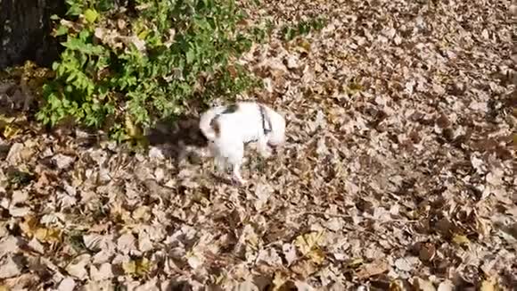 秋日公园里的小狗奇瓦瓦被绑在户外大自然中的遛狗视频的预览图