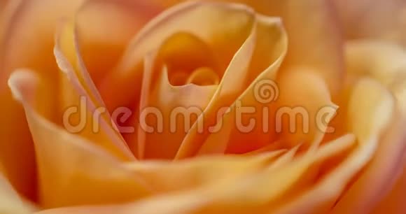 美丽的奶油黄色粉红色玫瑰背景盛开的玫瑰花开放时间流逝特写婚礼背景情人节视频的预览图