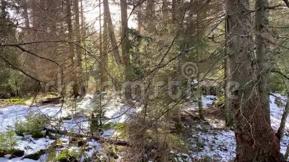 去年冬天阳光明媚绿油油的哈兹山脉森林景观德国视频的预览图