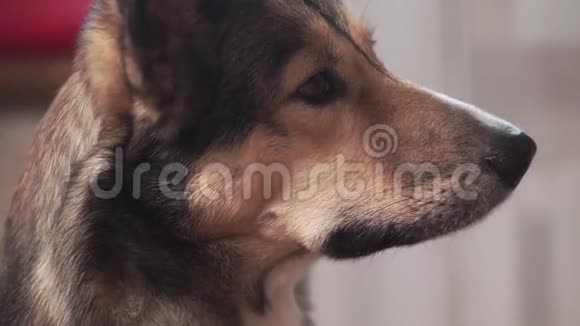 一只狗在家中的特写镜头视频的预览图