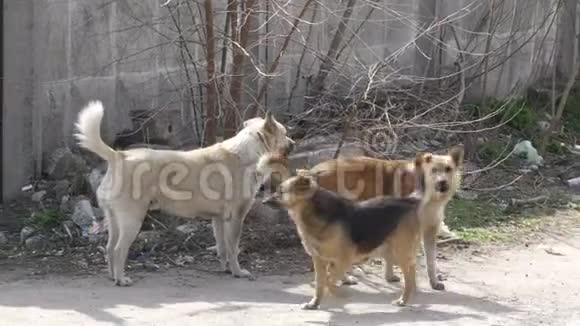 一群街狗在工厂的大门附近散步狗保护领土视频的预览图