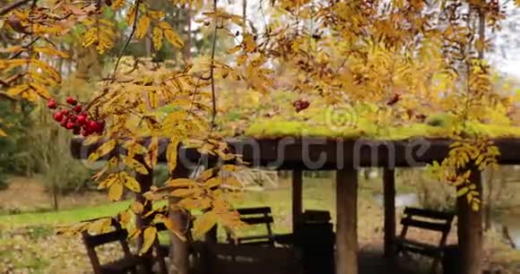 慢动作视频树枝上有红山灰的浆果森林里的木屋木制的乔木美丽视频的预览图