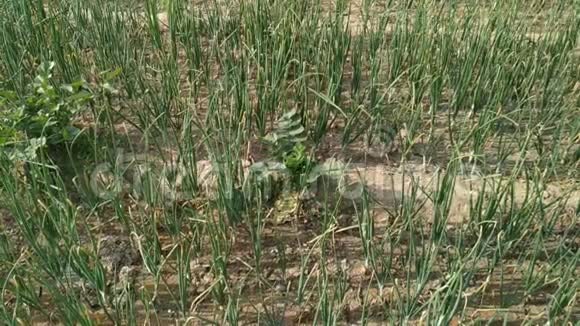一大块洋葱洋葱在田野里生长绿色洋葱天然植物尼泊尔视频的预览图