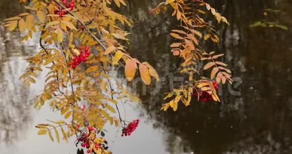 慢动作视频树枝上有红山灰的浆果在水中黄色的叶子在水中反射多云视频的预览图