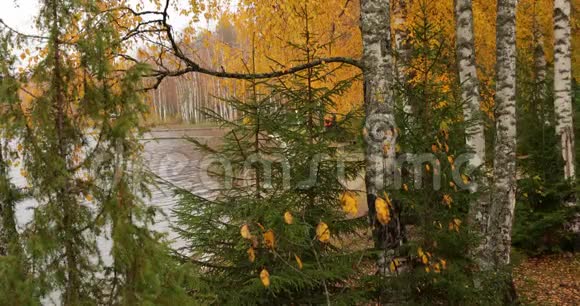 秋季博罗耶湖沿岸地区景观湖面上的码头俄罗斯瓦尔达国家公园色彩缤纷色彩多元视频的预览图