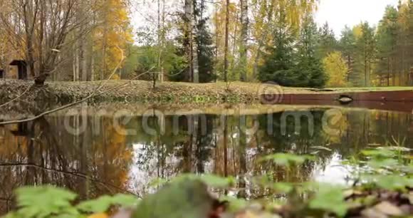 林后林中树木的镜面反射秋天美丽森林中的野生区域瓦尔代国家公园视频的预览图