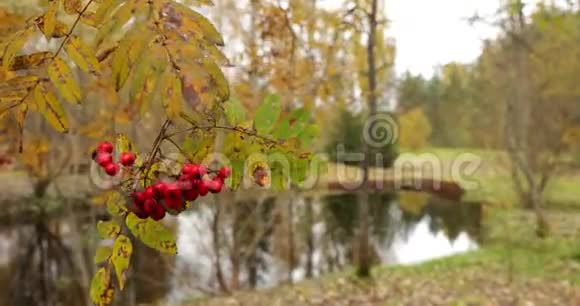 慢动作视频树枝上有红山灰的浆果在水中黄色的叶子在水中反射多云视频的预览图
