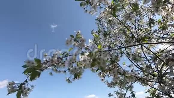 樱花树枝随风摇摆视频的预览图