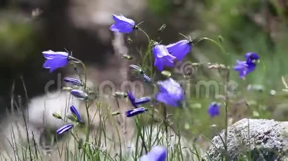 夏天山里的野蓝铃视频的预览图
