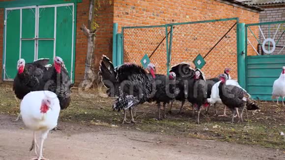 一群五颜六色的家养火鸡在村子里散步视频的预览图