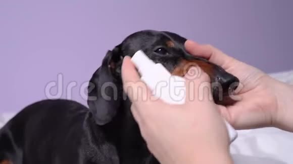 指导如何清洁狗耳朵女性手在耳内喷洒清洁乳液按摩并去除污染视频的预览图