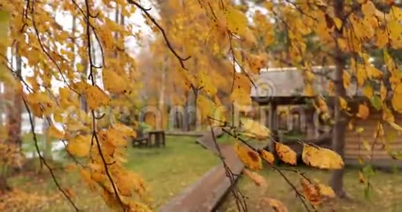有黄叶的桦树枝随风飘动近处背景上的林间小屋美丽的森林视频的预览图