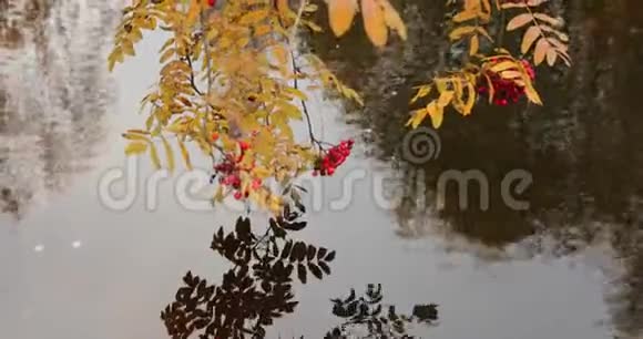 枝干上有红色的山灰覆盖着水黄色的叶子在水中倒影多云的天气视频的预览图