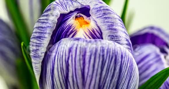 花时花开放的番红花隔离在白色上特写紫红花和花蕾绿叶宏观的4k视频的预览图