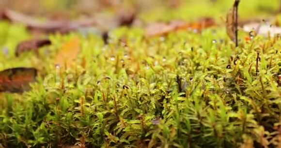 特写视频黄干叶躺在湿绿的苔藓上晨露滴在苔藓上失焦视频的预览图