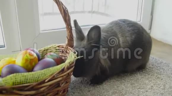 复活节兔子在篮子里木桌上放着五颜六色的鸡蛋糖果和郁金香复活节的概念背景视频的预览图