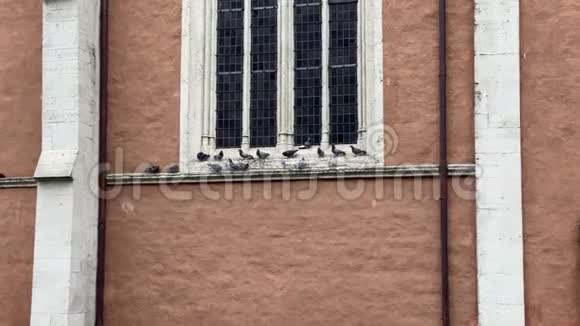 阳光明媚的日子鸽子坐在布伦瑞克市的教堂窗户前飞翔视频的预览图