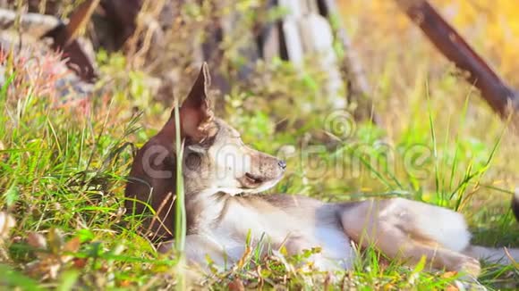 一只狗在自然秋季背景上的肖像选择性聚焦视频的预览图