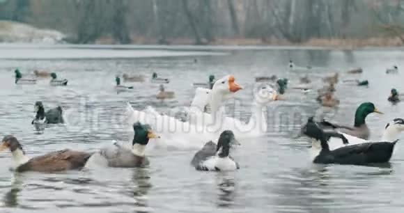 鸭子鸭子和鹅在水里游泳视频的预览图