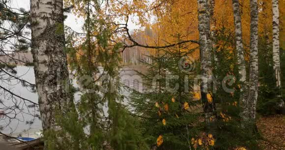 秋季博罗耶湖沿岸地区景观湖面上的码头俄罗斯瓦尔达国家公园色彩缤纷色彩多元视频的预览图